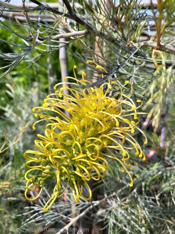 Grevillea Pteridifolia × Banksii ‘Bush Lemons’ (Bush Lemons Grevillea)