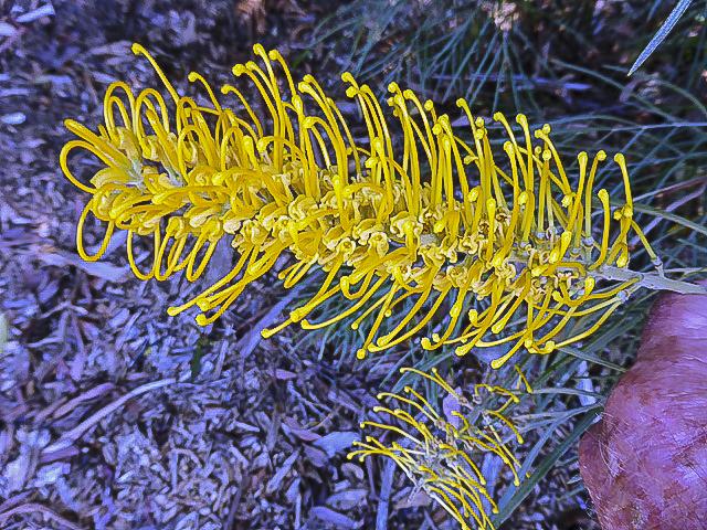 Grevillea Pteridifolia × Banksii ‘Bush Lemons’ (Bush Lemons Grevillea)