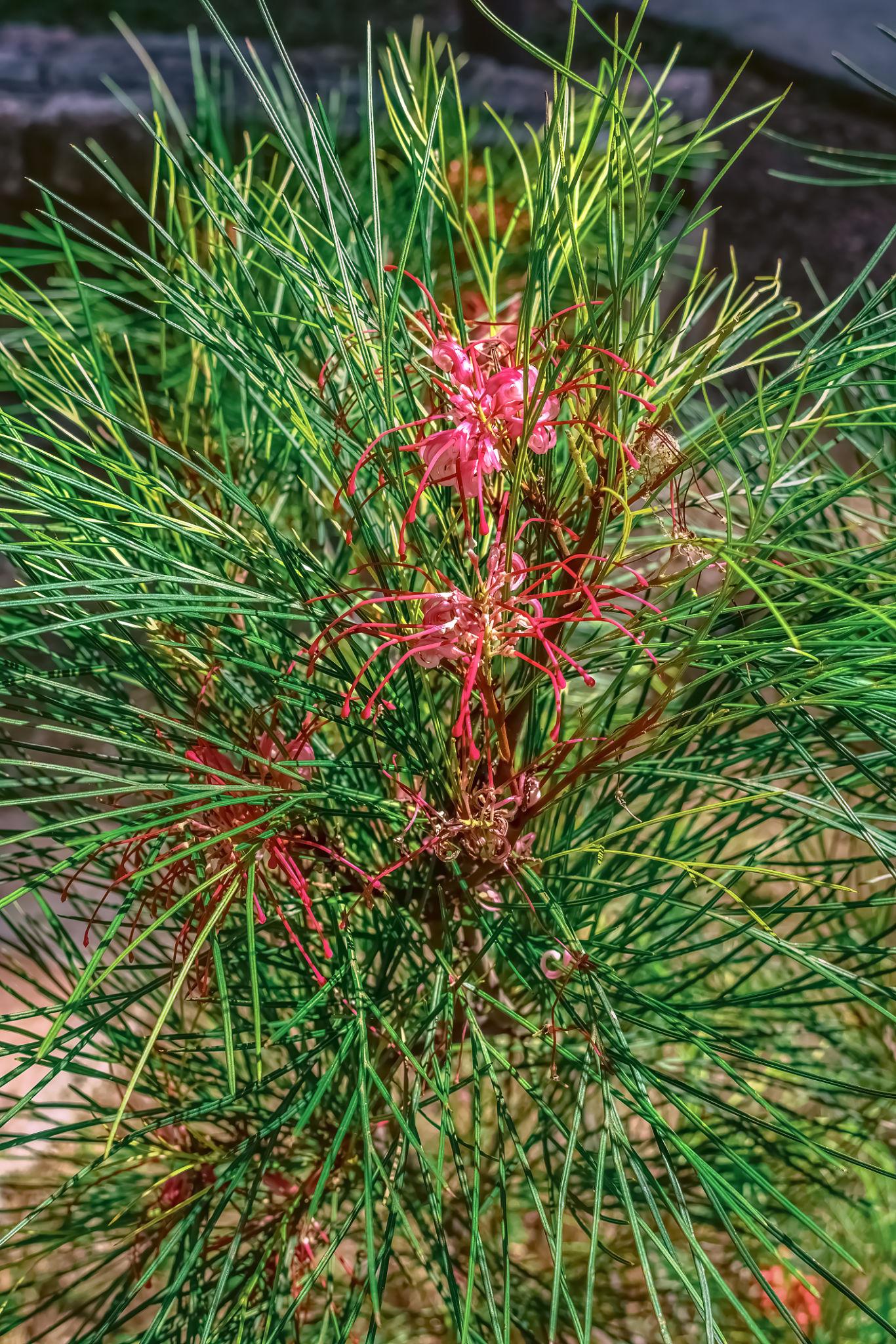 Grevillea Rosmarinifolia ‘Crimson Villea’