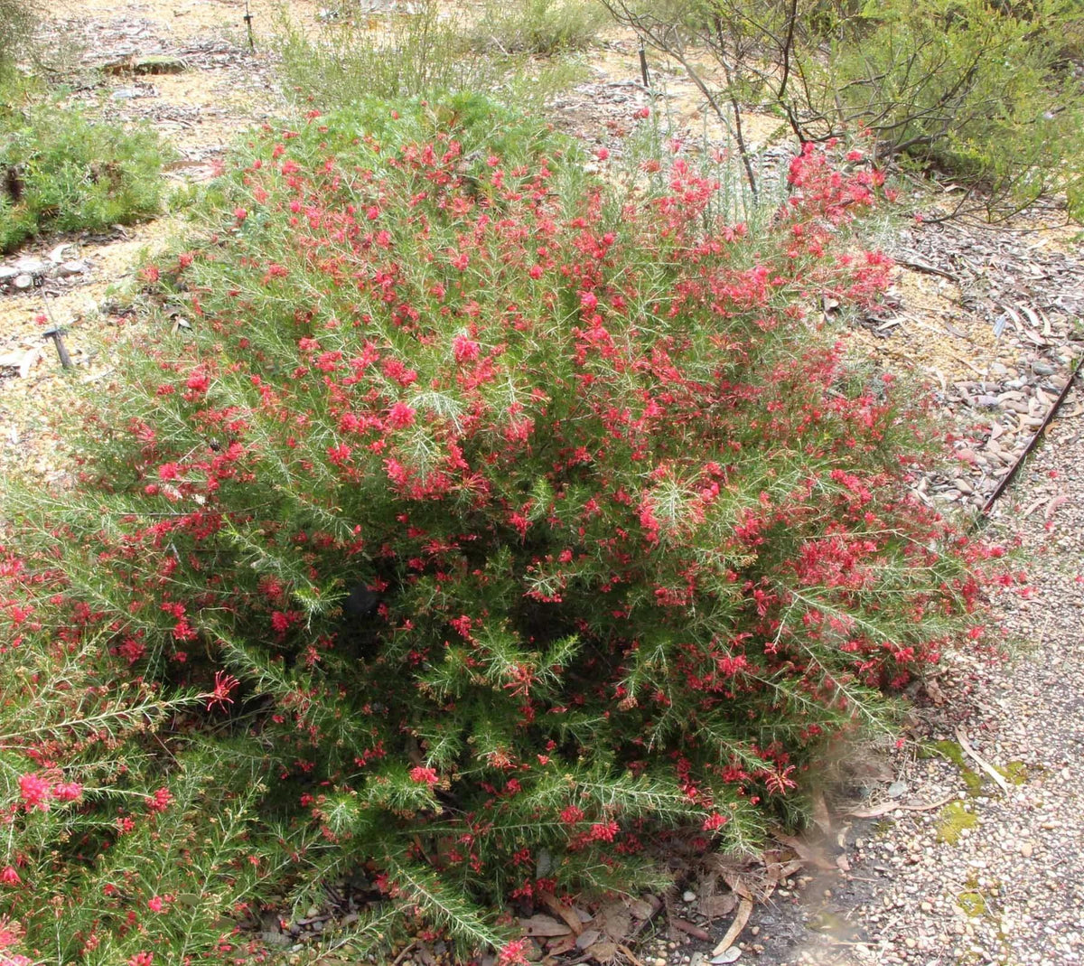 Grevillea Rosmarinifolia ‘H16’ CRIMSON VILLEA™ (Crimson Villea Grevillea)