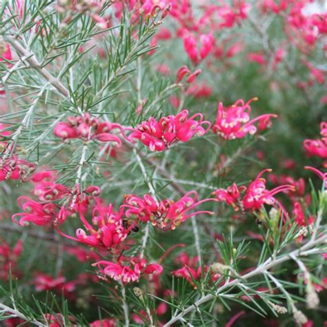 Grevillea Rosmarinifolia ‘H16’ CRIMSON VILLEA™ (Crimson Villea Grevillea)
