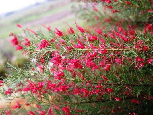 Grevillea Rosmarinifolia ‘H16’ CRIMSON VILLEA™ (Crimson Villea Grevillea)