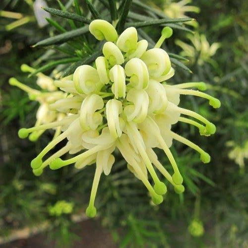 Grevillea Rosmarinifolia ‘White Knight’ (White Knight Grevillea)