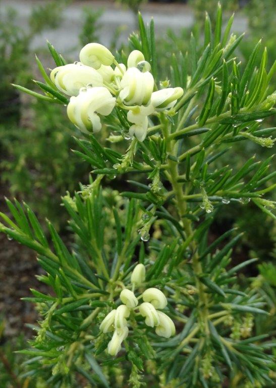 Grevillea Rosmarinifolia ‘White Knight’ (White Knight Grevillea)