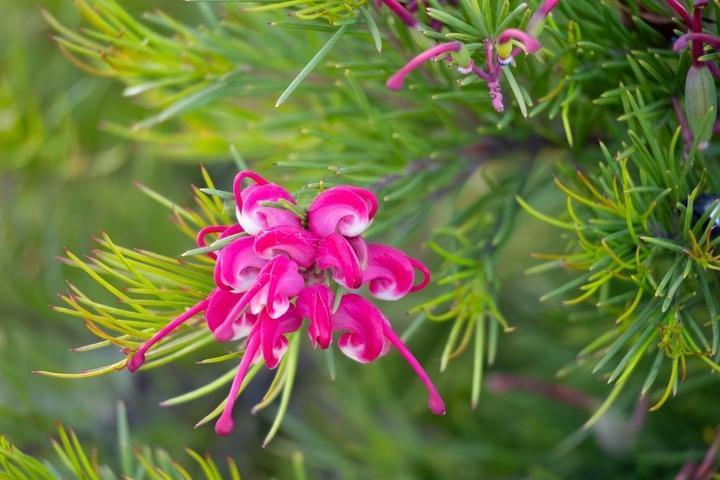 Grevillea Rosmarinifolia × Lanigera ‘Emma Charlotte’ (Emma Charlotte Grevillea)