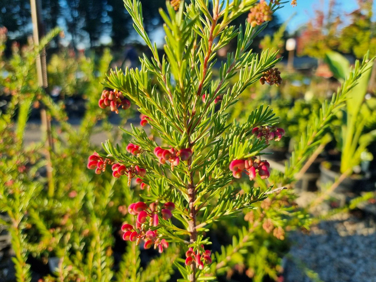 Grevillea Rosmarinifolia × Lanigera ‘Emma Charlotte’ (Emma Charlotte Grevillea)