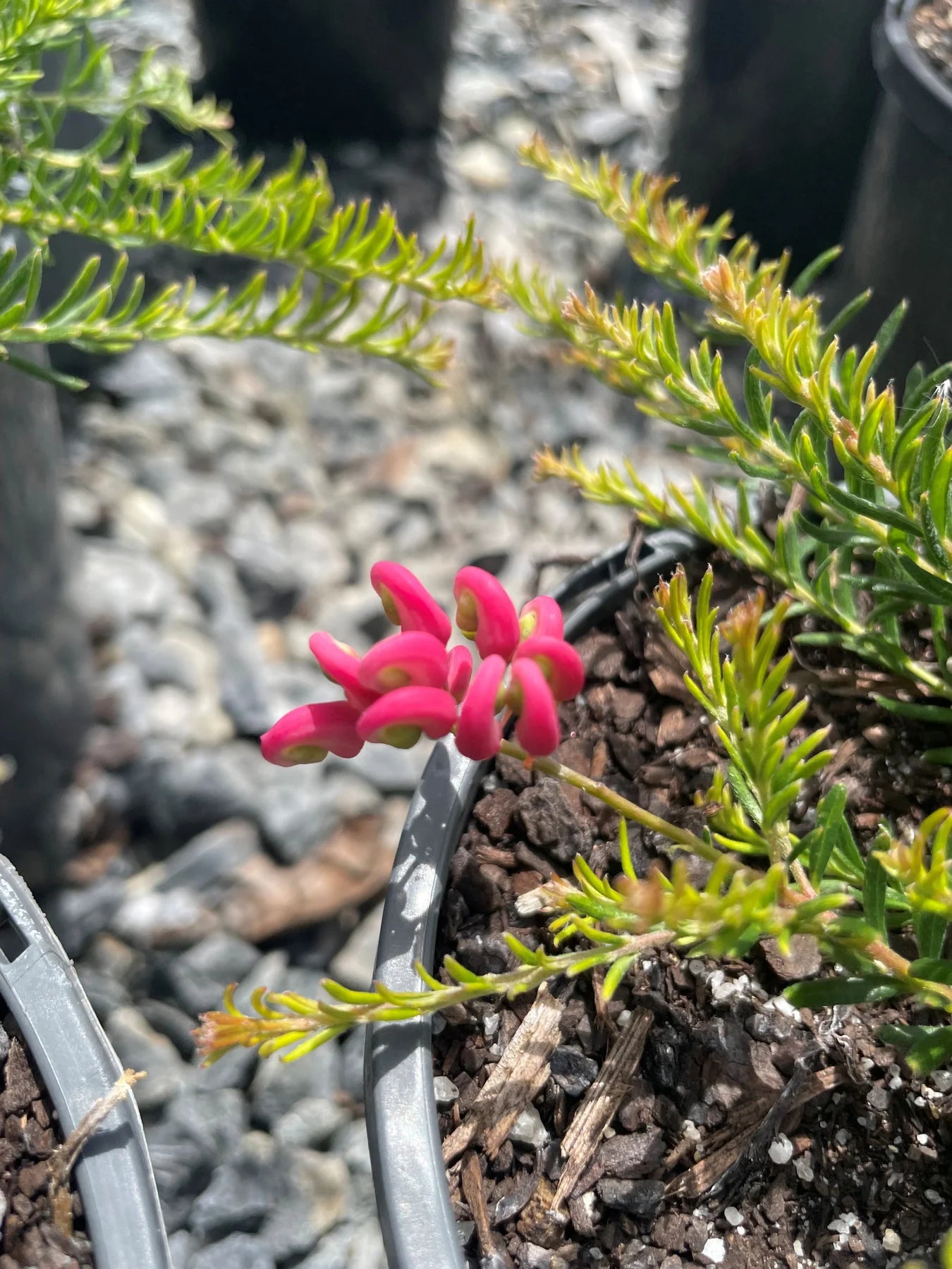 Grevillea Rosmarinifolia × Lanigera ‘Emma Charlotte’ (Emma Charlotte Grevillea)