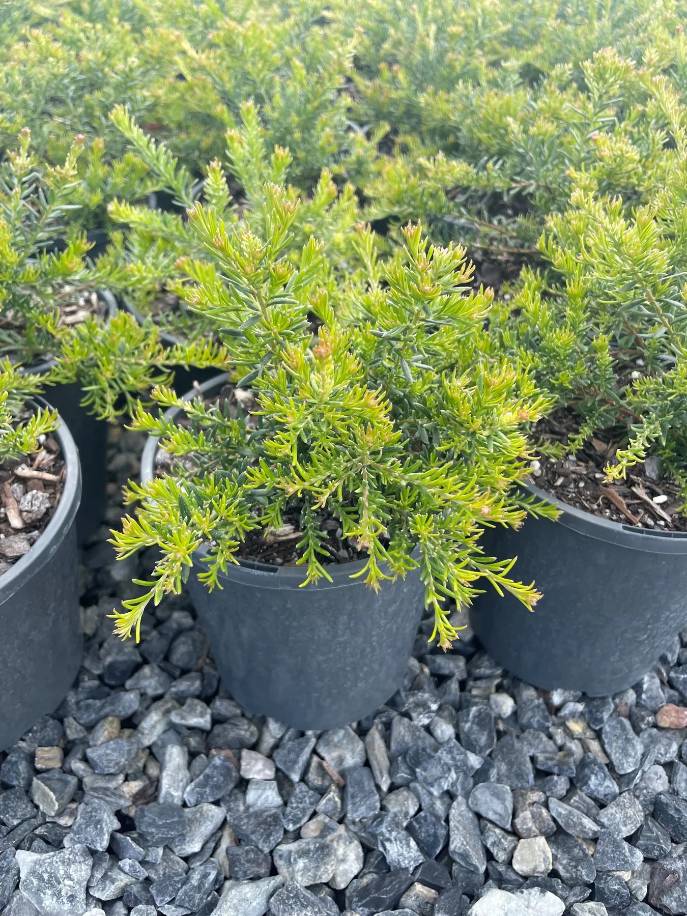 Grevillea Rosmarinifolia × Lanigera ‘Emma Charlotte’ (Emma Charlotte Grevillea)