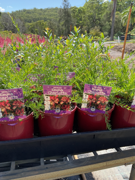Grevillea Rosmarinifolia × Lanigera ‘Emma Charlotte’ (Emma Charlotte Grevillea)