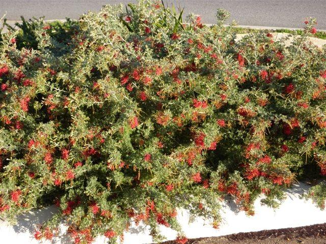 Grevillea Sea Spray