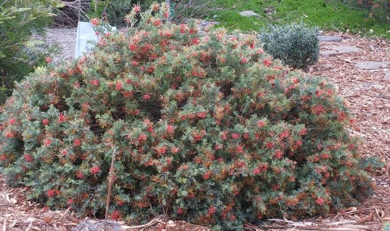 Grevillea Sea Spray