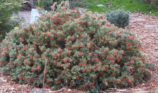 Grevillea Sea Spray
