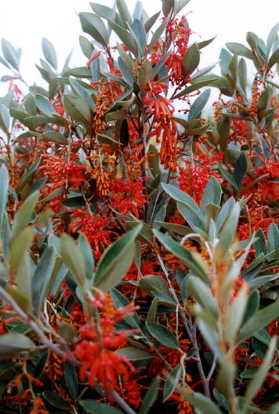 Grevillea Victoriae ‘Murray Valley Queen’ (Murray Valley Queen Grevillea)