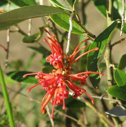 Grevillea Victoriae ‘Murray Valley Queen’ (Murray Valley Queen Grevillea)