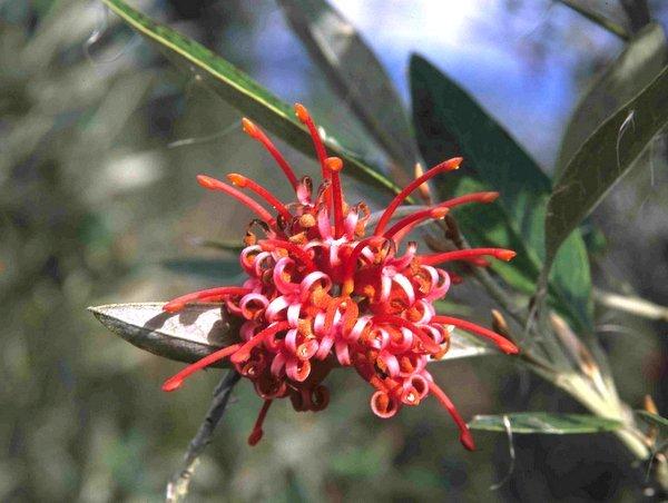 Grevillea Victoriae ‘Murray Valley Queen’ (Murray Valley Queen Grevillea)