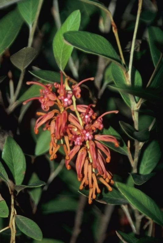 Grevillea Victoriae ‘Murray Valley Queen’ (Murray Valley Queen Grevillea)