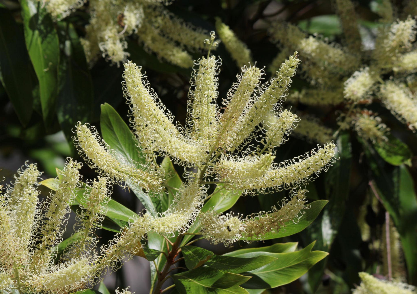 Grevillea Baileyana (White Oak)