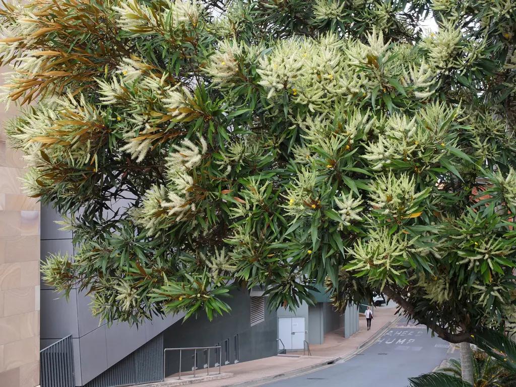Grevillea Baileyana (White Oak)