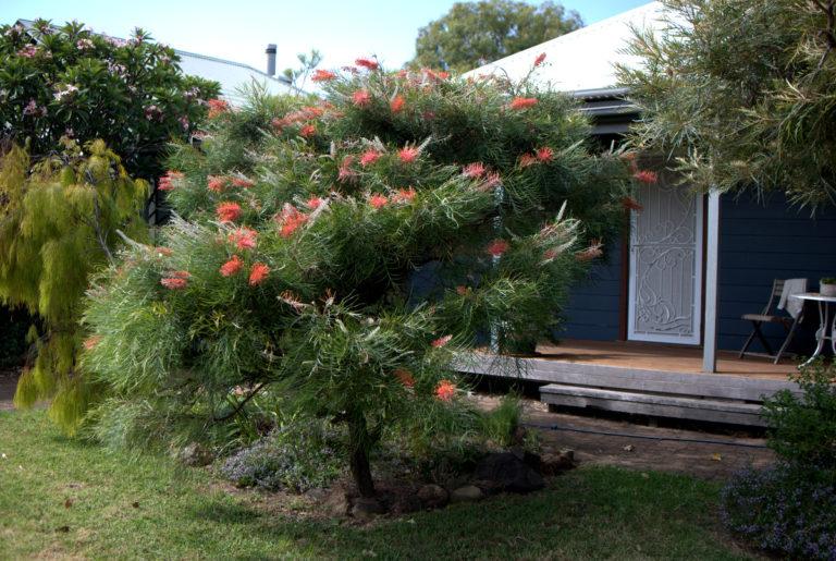 Grevillea ‘Blood Orange’ (Blood Orange Grevillea)