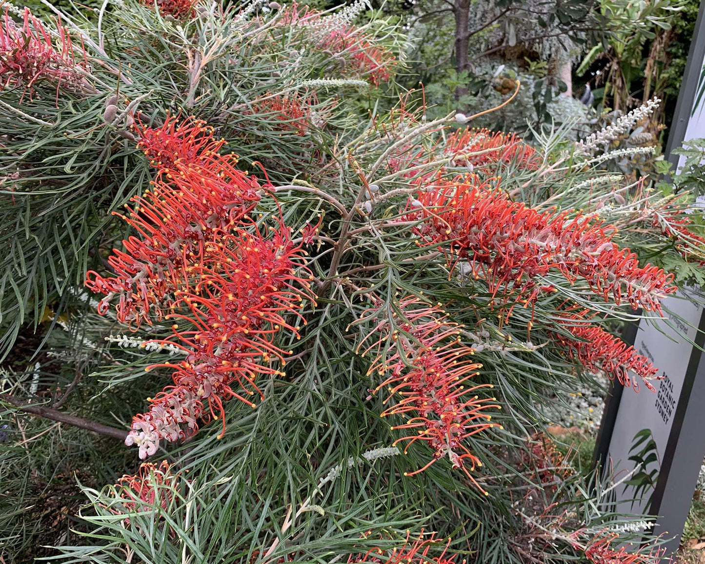 Grevillea ‘Blood Orange’ (Blood Orange Grevillea)