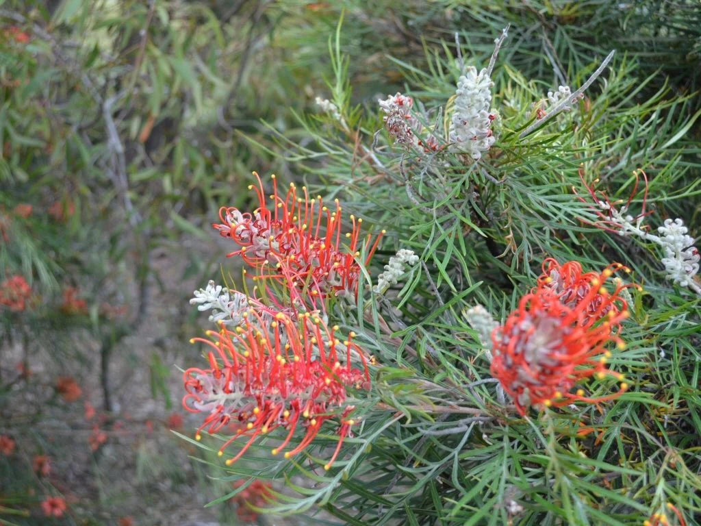 Grevillea ‘Blood Orange’ (Blood Orange Grevillea)