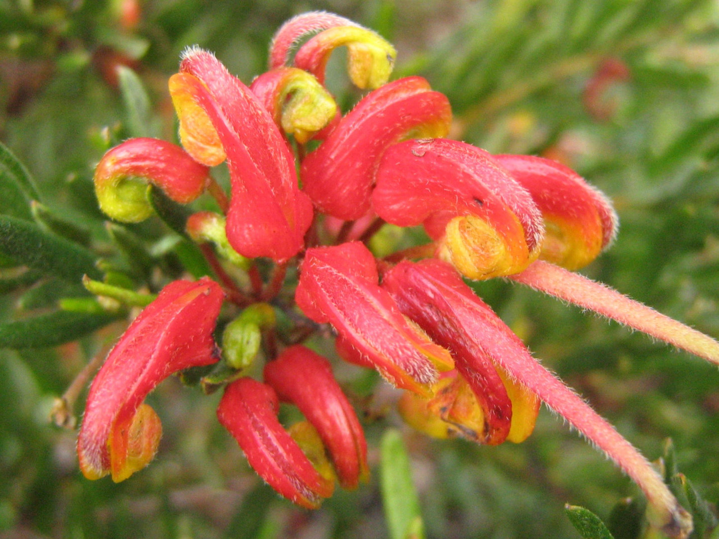 Grevillea ‘Bonnie Prince Charlie’ (Bonnie Prince Charlie Grevillea)
