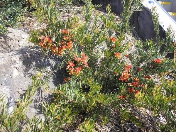 Grevillea ‘Bonnie Prince Charlie’ (Bonnie Prince Charlie Grevillea)