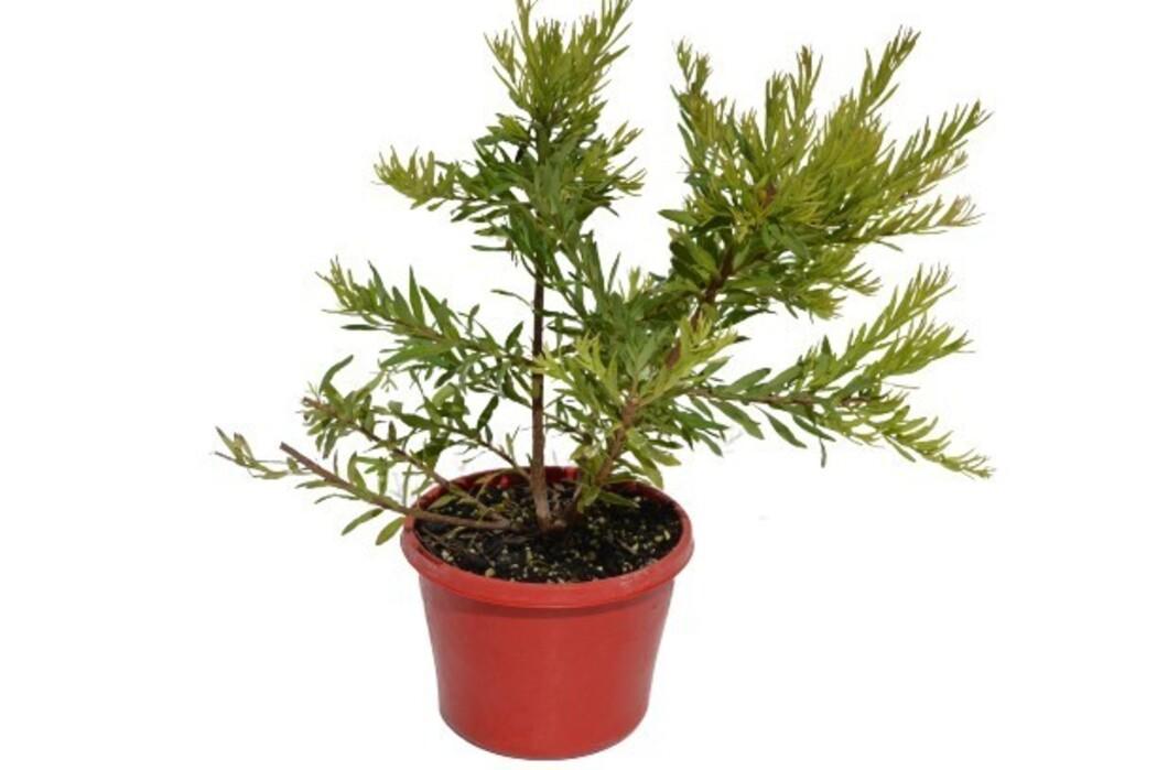 Grevillea ‘Bonnie Prince Charlie’ (Bonnie Prince Charlie Grevillea)