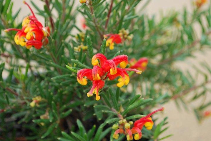 Grevillea ‘Bonnie Prince Charlie’ (Bonnie Prince Charlie Grevillea)