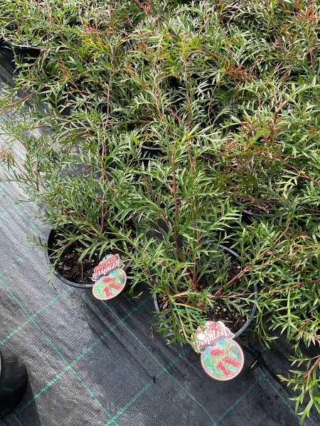 Grevillea 'Bronze Rambler'