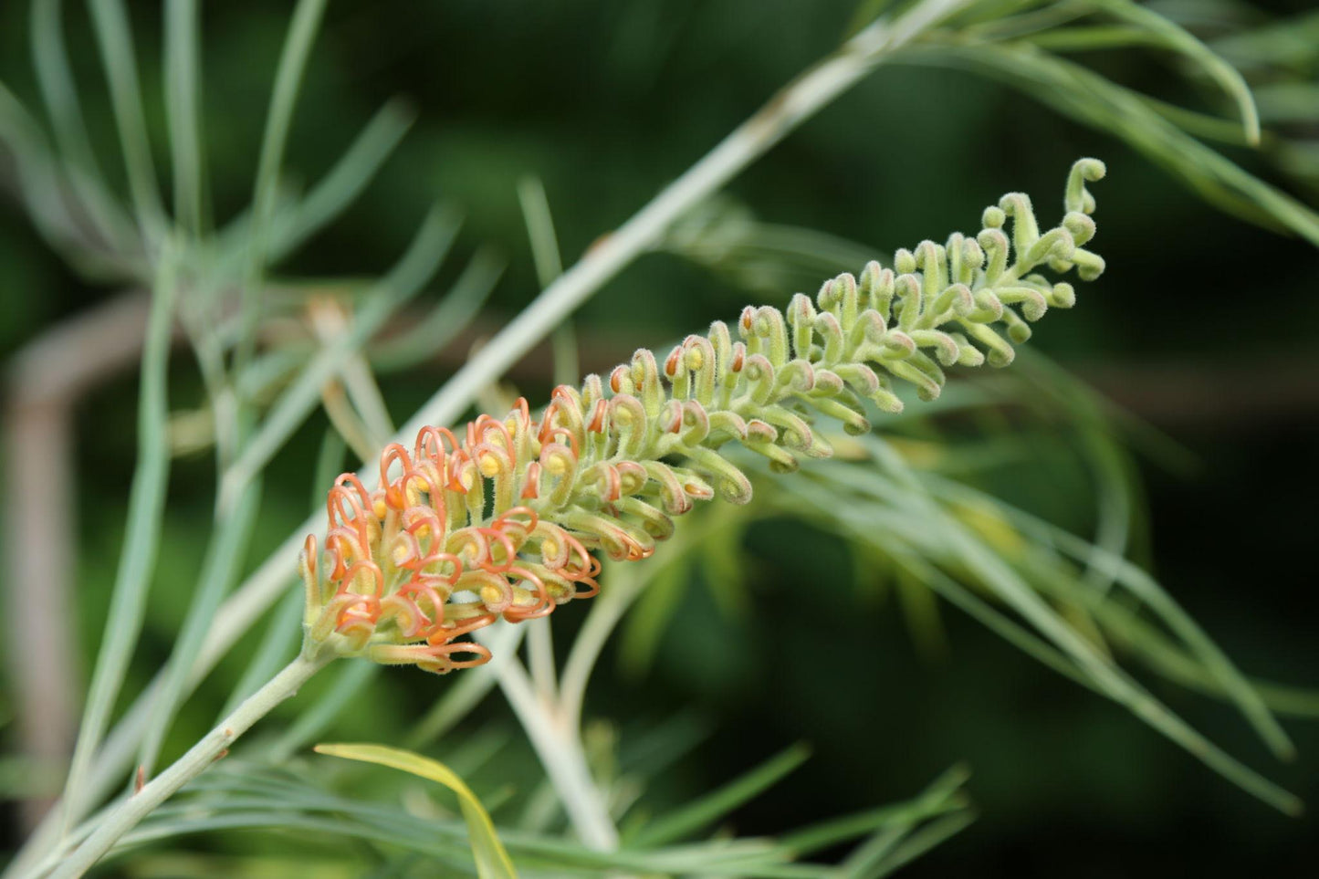 Grevillea ‘Bulli Beauty’ (Bulli Beauty Grevillea)