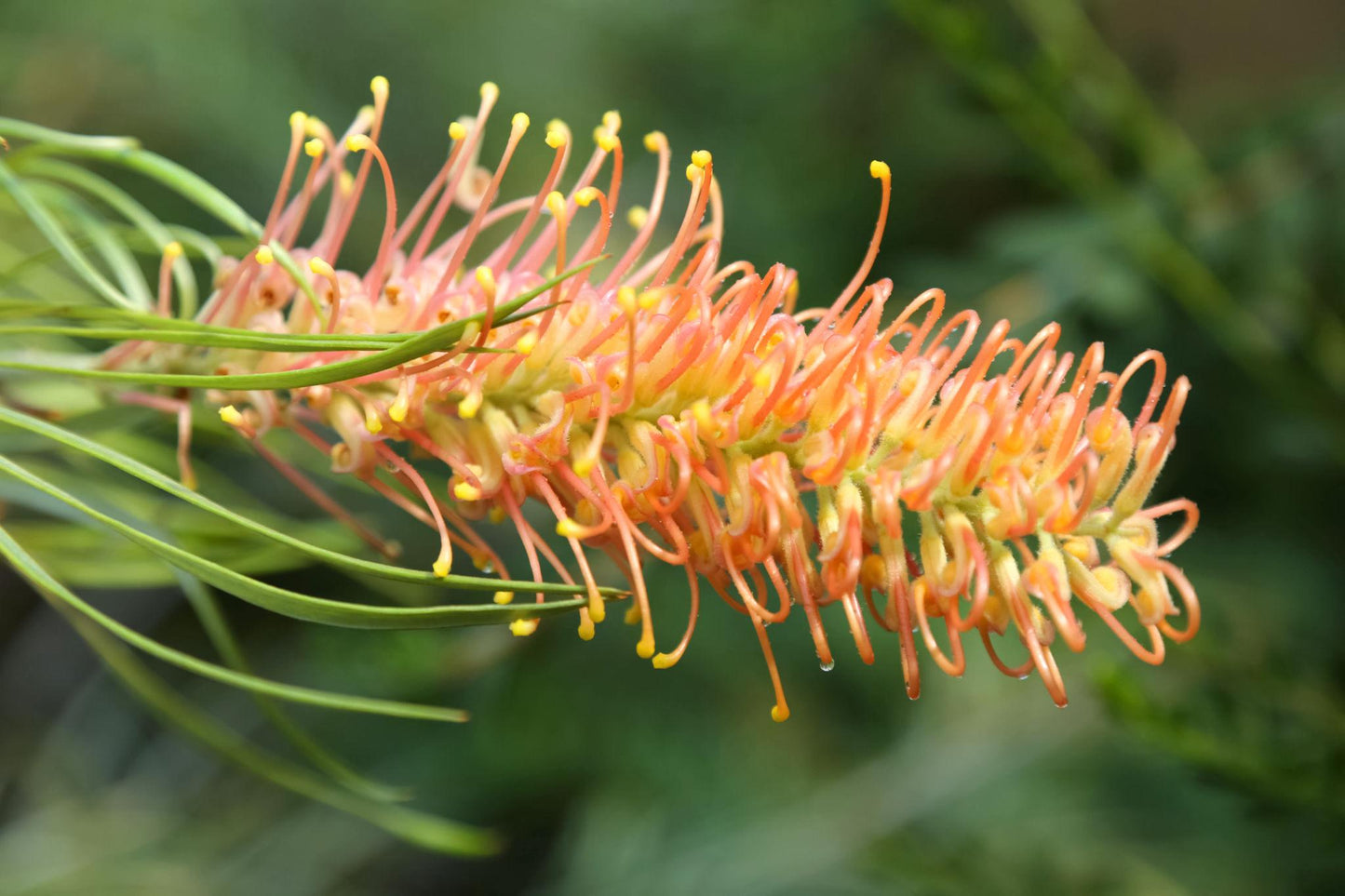Grevillea ‘Bulli Beauty’ (Bulli Beauty Grevillea)