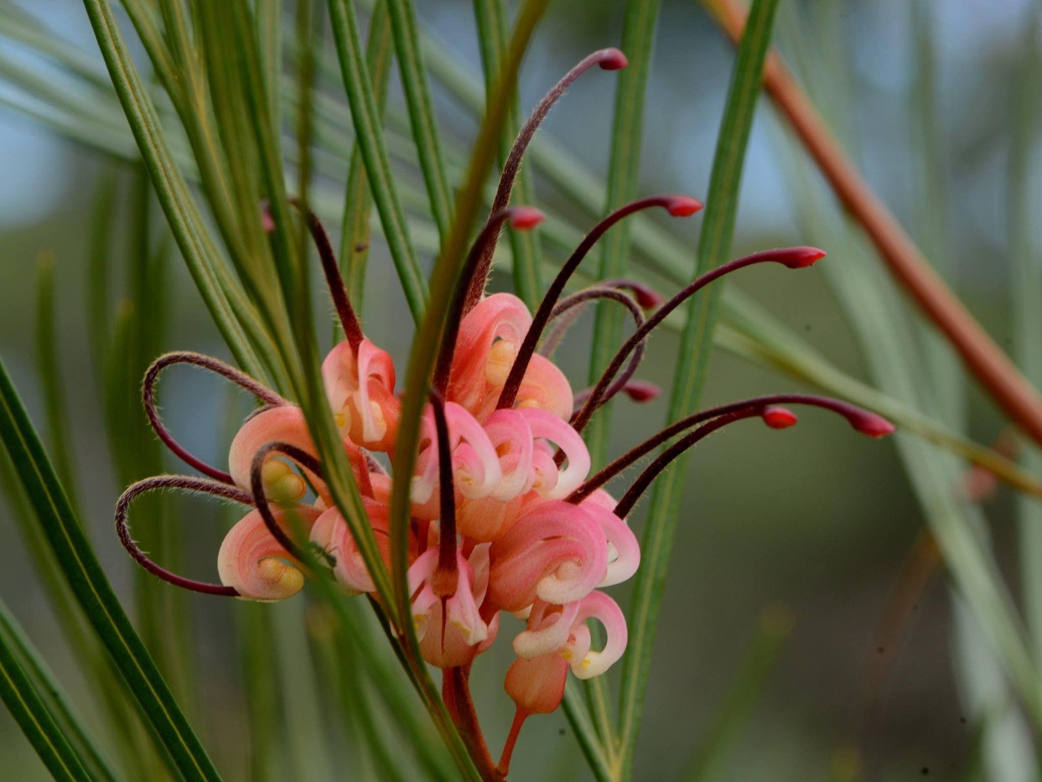 Grevillea ‘Bulli Princess’ (Bulli Princess Grevillea)