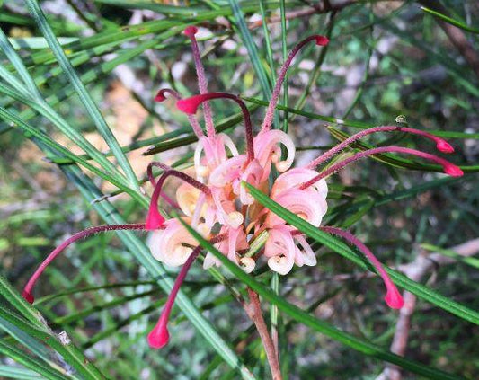 Grevillea ‘Bulli Beauty’ (Bulli Beauty Grevillea)