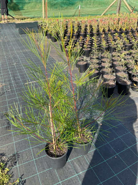 Grevillea ‘Bulli Princess’ (Bulli Princess Grevillea)