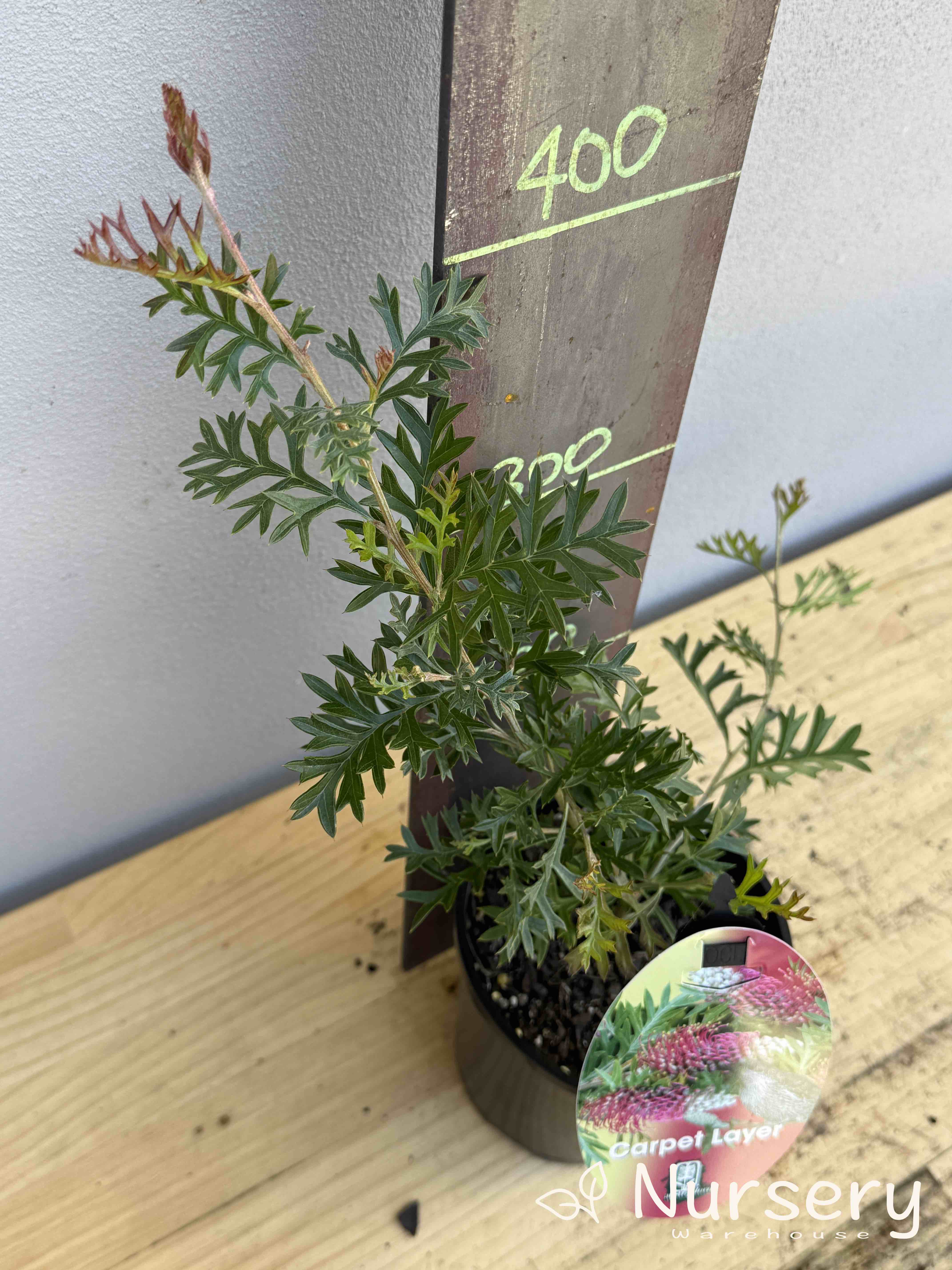 Grevillea 'Carpet Layer' (#012)