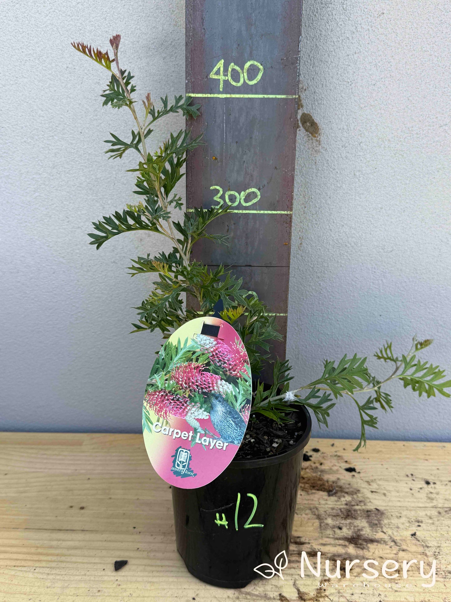 Grevillea 'Carpet Layer' (#012)