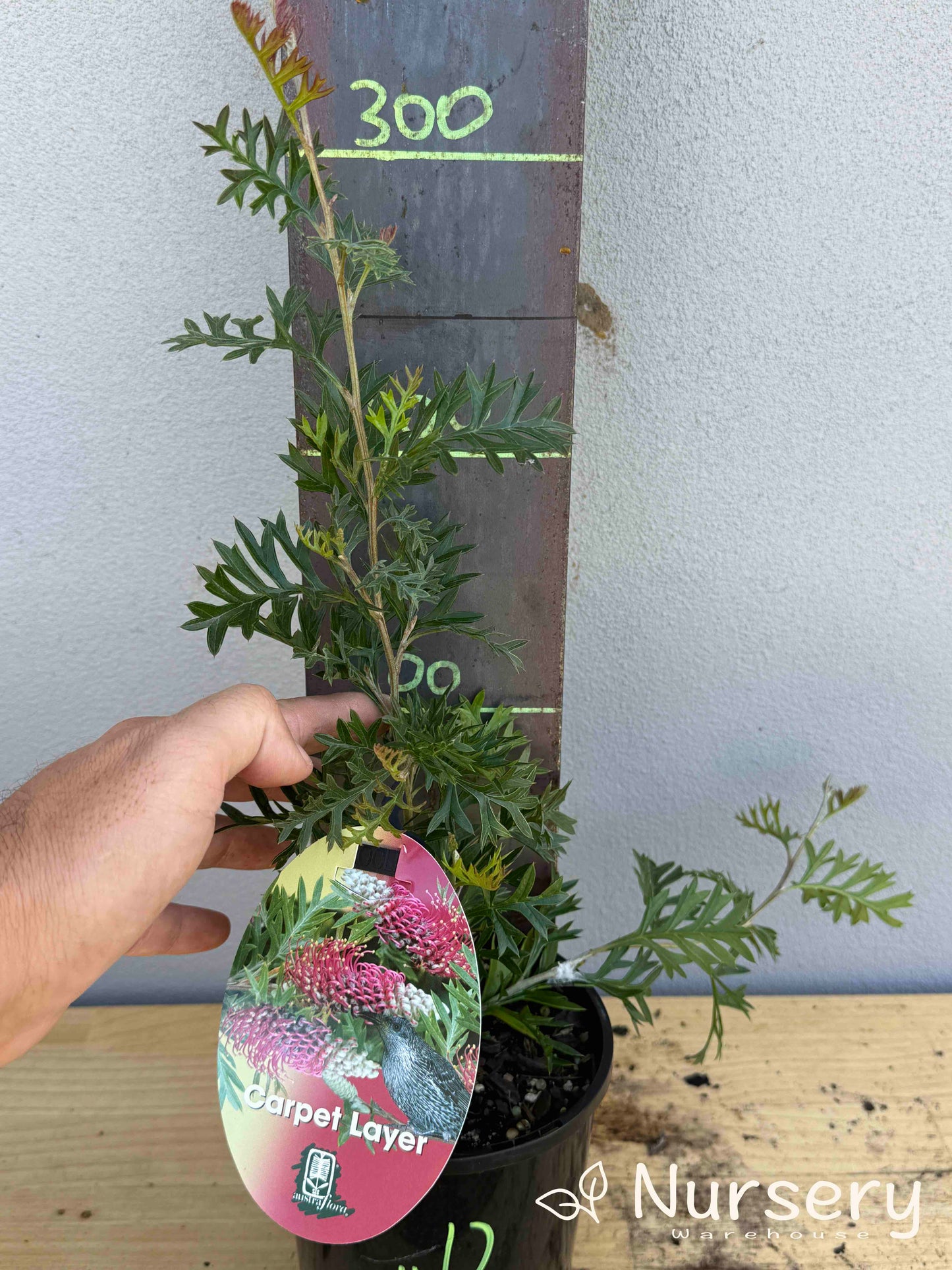 Grevillea 'Carpet Layer' (#012)