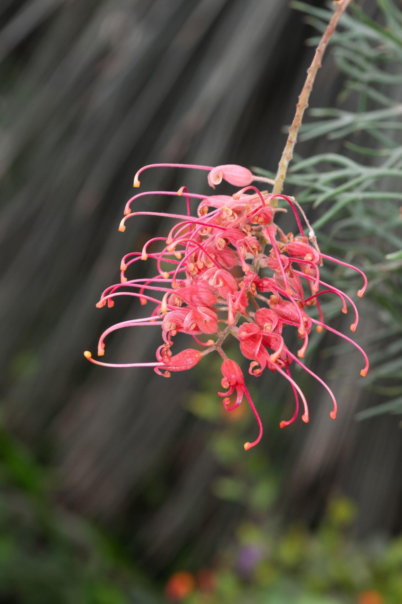 Grevillea ‘Cherry Moon’ (Cherry Moon Grevillea)