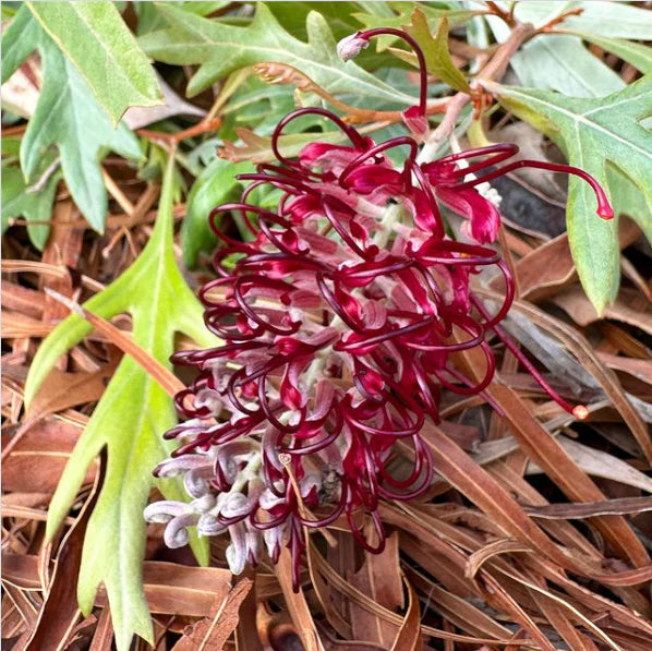 Grevillea ‘Cherry Moon’ (Cherry Moon Grevillea)