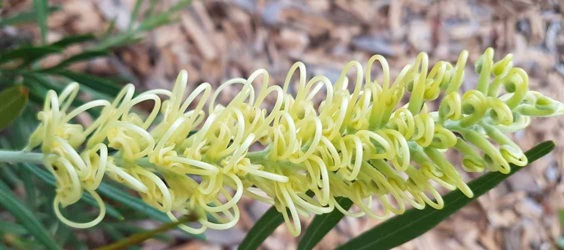 Grevillea ‘Coastal Lemon Glimpse’ (Coastal Lemon Glimpse Grevillea)