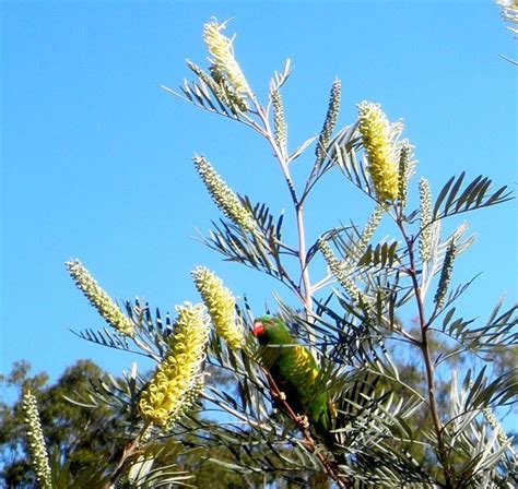 Grevillea ‘Coastal Lemon Glimpse’ (Coastal Lemon Glimpse Grevillea)