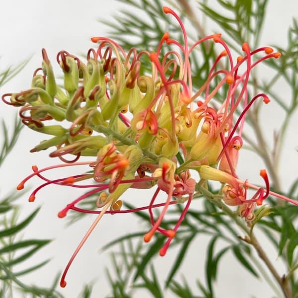 Grevillea ‘Coral Fusion’ (Coral Fusion Grevillea)