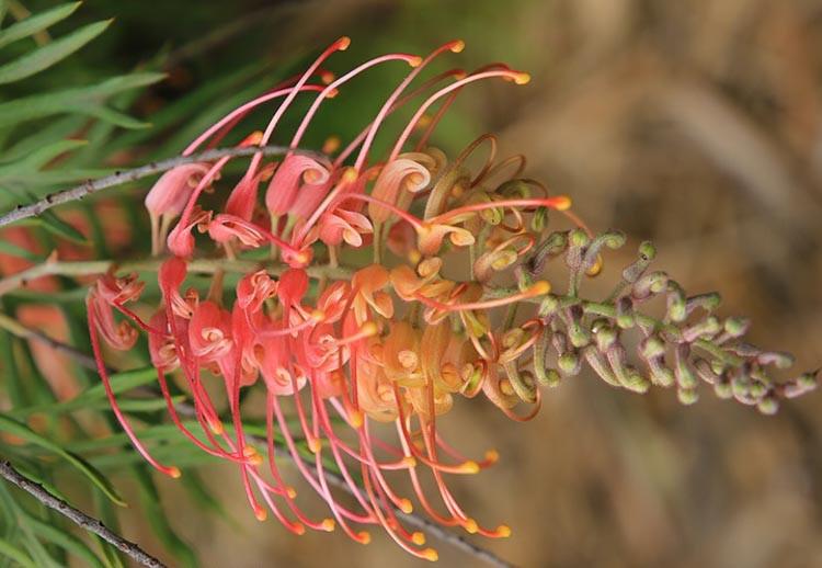 Grevillea ‘Coral Fusion’ (Coral Fusion Grevillea)