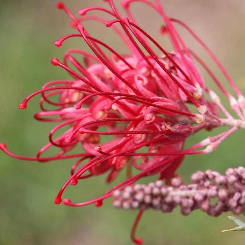 Grevillea 'Crimson Carpet' (Crimson Carpet Grevillea)