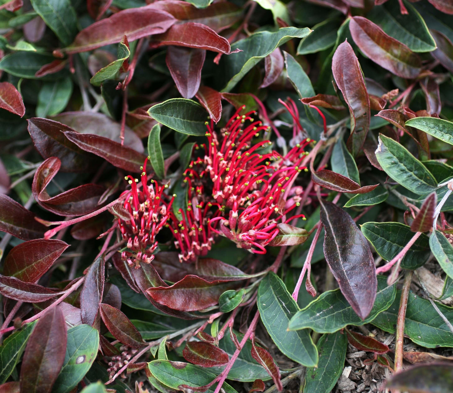 Grevillea 'Crimson Carpet' (Crimson Carpet Grevillea)