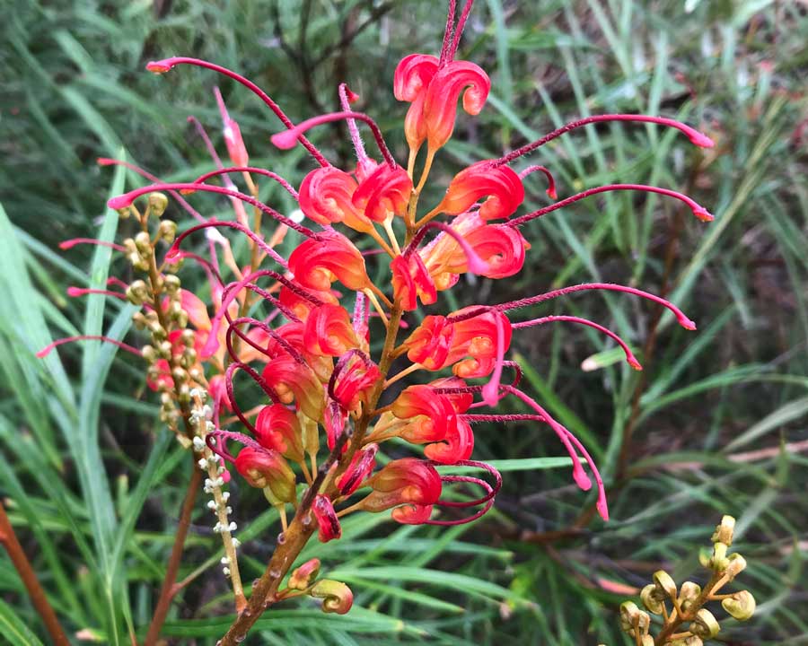 Grevillea 'Elegance'