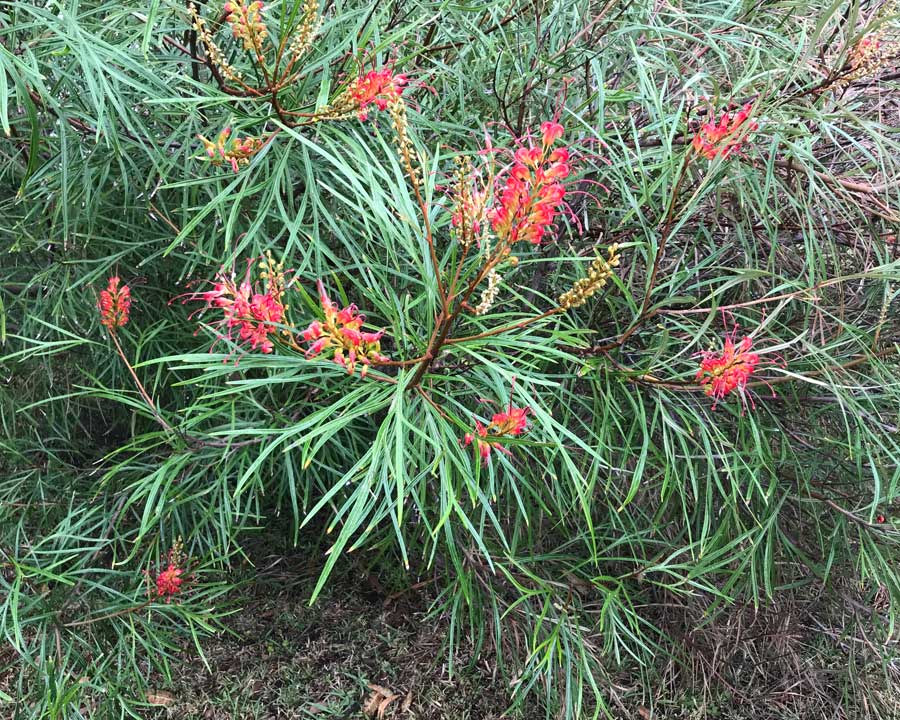 Grevillea 'Elegance'