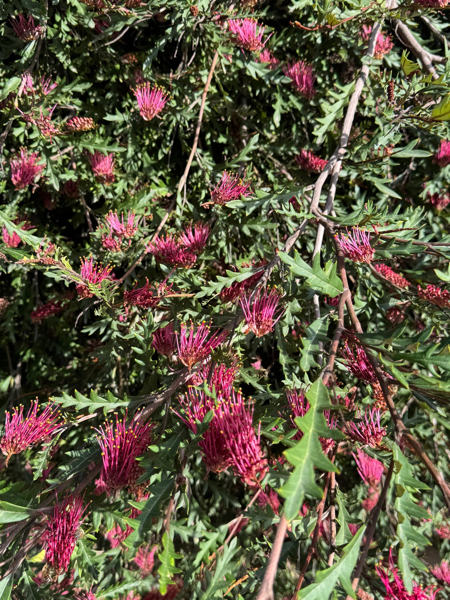 Grevillea 'Fanfare'
