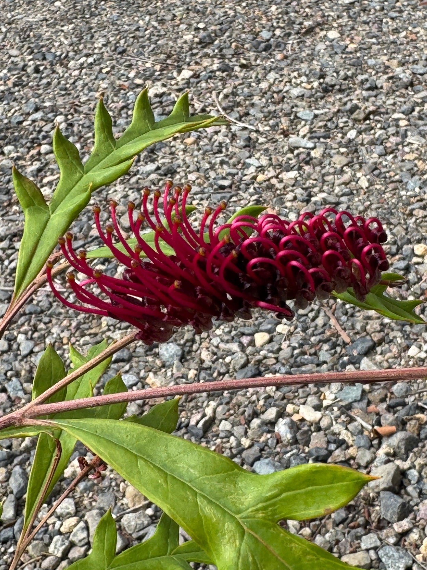 Grevillea 'Fanfare'